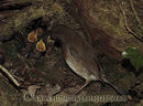Robin feeding her young chicks