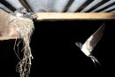 Swallow returning to the nest.