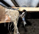 Swallow returning to the nest.