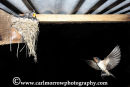 Swallow in flight with hungry chicks in the nest.