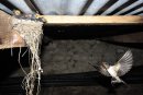 Swallow returning to the nest.
