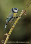 Blue Tit