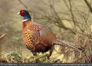 pheasant