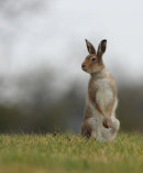 Irish Hare