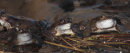 Common Frogs