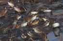 Common Frogs mating.