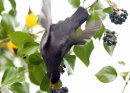 Blackbird feeding on Ivy berries.