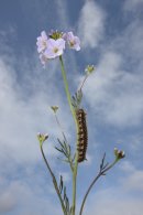 Drinker Moth Caterpillar on a Cuckoo Flower