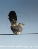 Cuckoo (male)