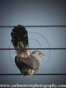 Cuckoo (male)