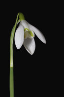 Snowdrop