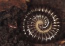 Black Snake Millipede