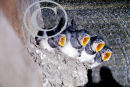 Young Swallows in the Nest