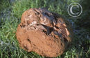 Puffball Fungus