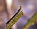 Black Snake Millipede