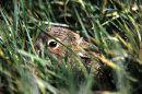 Irish Hare leveret