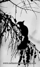 Red Squirrel in silhouette