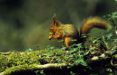 Red Squirrel