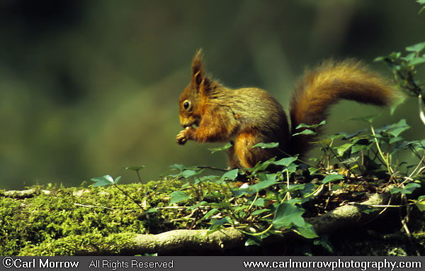 Red Squirrel