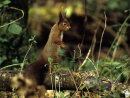 Red Squirrel