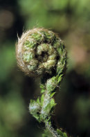 Unfurling Fern