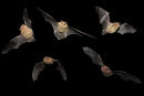 Pipistrelle Bats in flight (5 exposures)