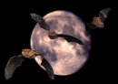 Pippistrelle Bats and full Moon