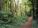 Woodland trail in spring