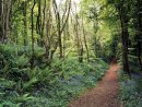 A woodland trail in Spring, County Cavan, Ireland.