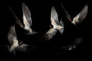 Swallows in flight
