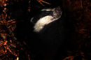 European Badger