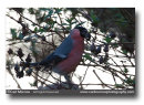 Male Bullfinch feeding.