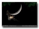 long eared bat in flight