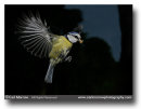 Blue Tit in flight