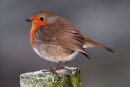 Robin