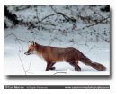Red Fox in Winter