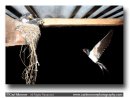 Swallow returning to the nest with food.