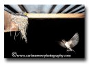 Swallow returning to the nest
