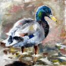 Duck (sold)