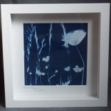 Framed Cyanotype - Tall Poppy (750x733)