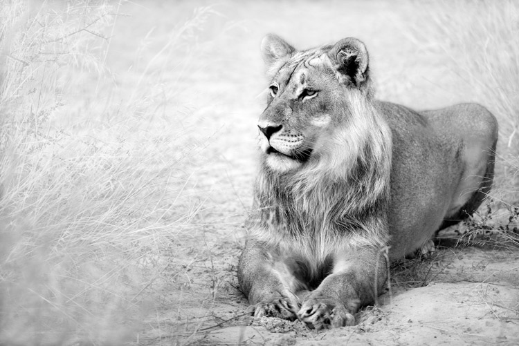 Young Lion male, Kalahari