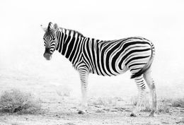 Zebra in dust storm, Etosha