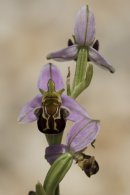 Bee Orchid