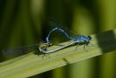 Azure_Damselfly