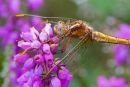 Keeled_Skimmer