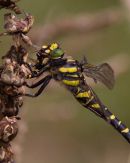 Golden_Ringed_Dragonfly