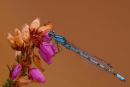 Common_Blue_Damselfly