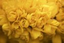 Spring Gorse