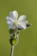 White Campion