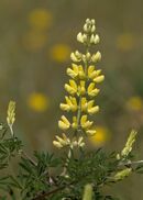 Sweet Lupin